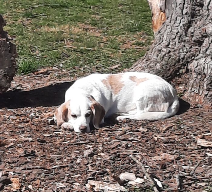 Tim Amelia (fka Pippin), a Adoptable Beagle in Waldorf, MD image 3/10