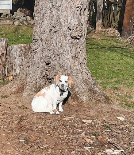 Tim Amelia (fka Pippin), a Adoptable Beagle in Waldorf, MD image 4/10