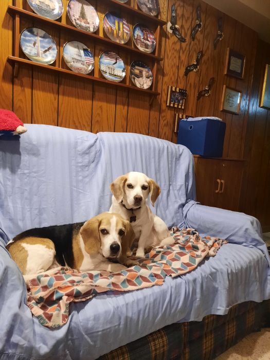 Tim Amelia (fka Pippin), a Adoptable Beagle in Waldorf, MD image 5/10