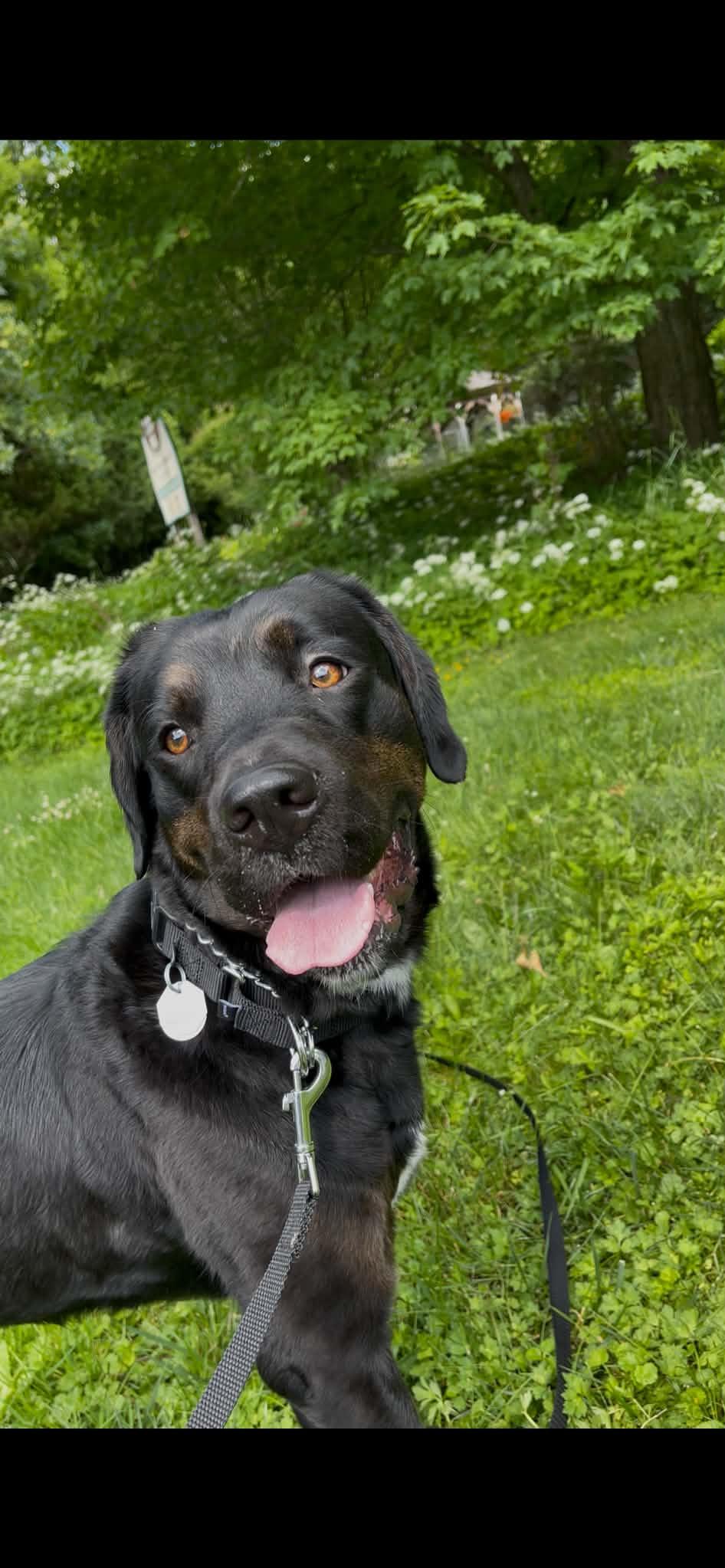 Harley, Adoptable, Adult Female Labrador Retriever & Boxer.