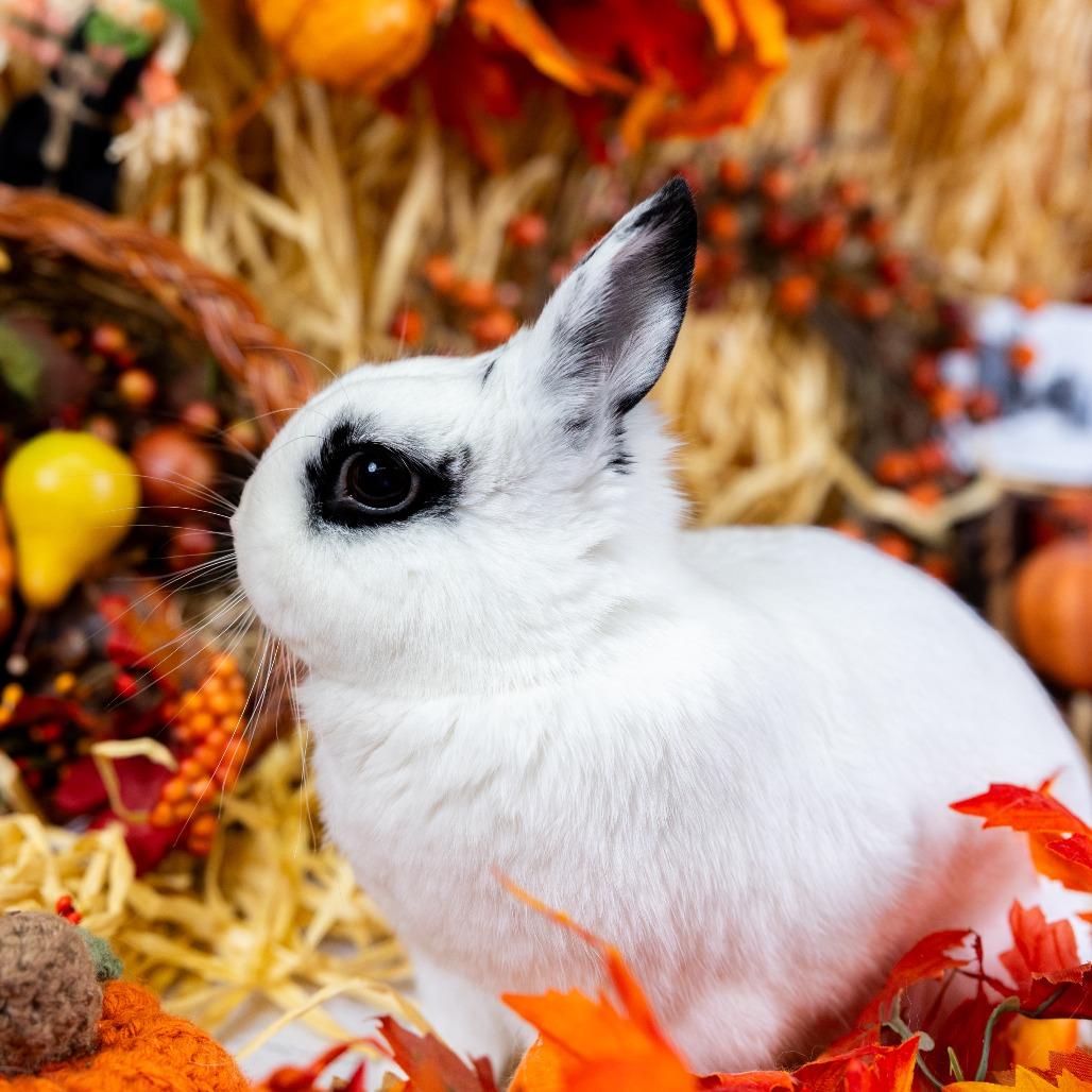 Melodie, Adoptable, Adult Female Hotot.
