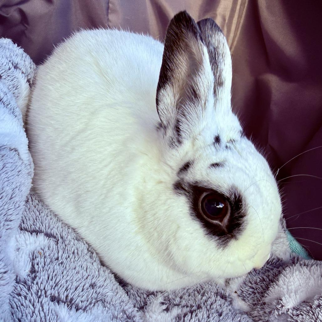 Enlarge Melodie, a Adoptable Hotot in Portland, OR image 2/6