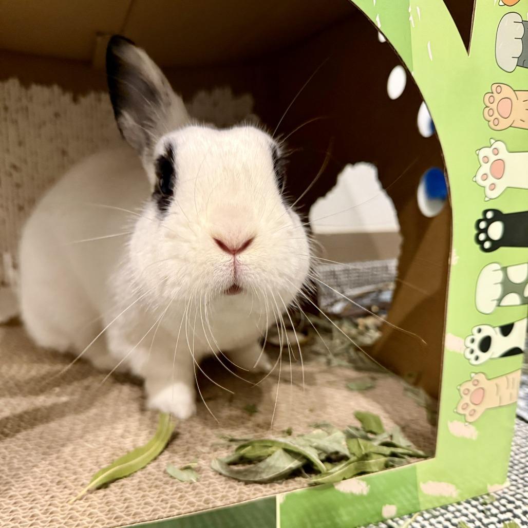 Enlarge Melodie, a Adoptable Hotot in Portland, OR image 3/6