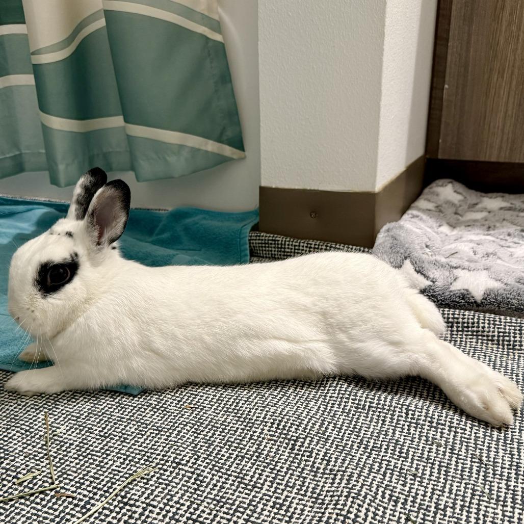 Enlarge Melodie, a Adoptable Hotot in Portland, OR image 4/6