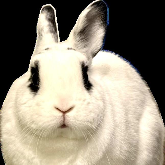 Enlarge Melodie, a Adoptable Hotot in Portland, OR image 5/6