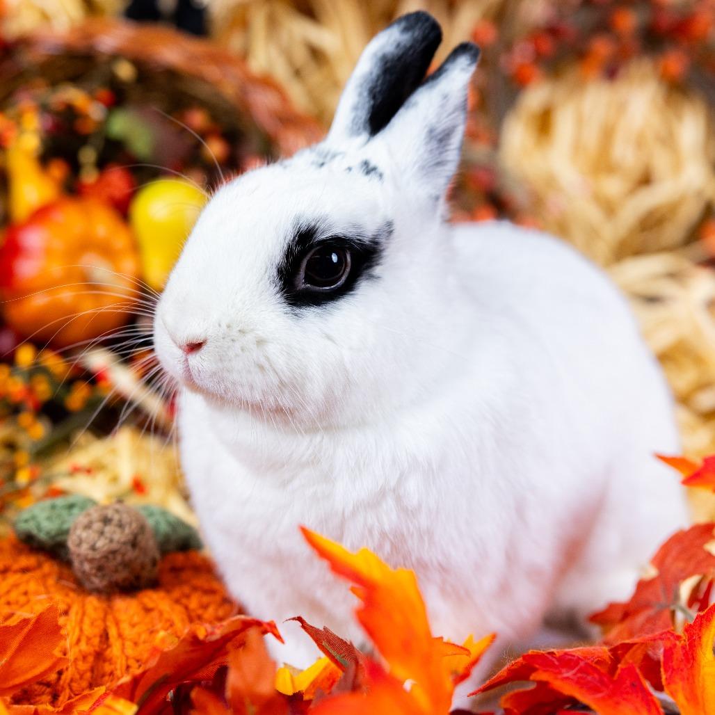 Enlarge Melodie, a Adoptable Hotot in Portland, OR image 6/6