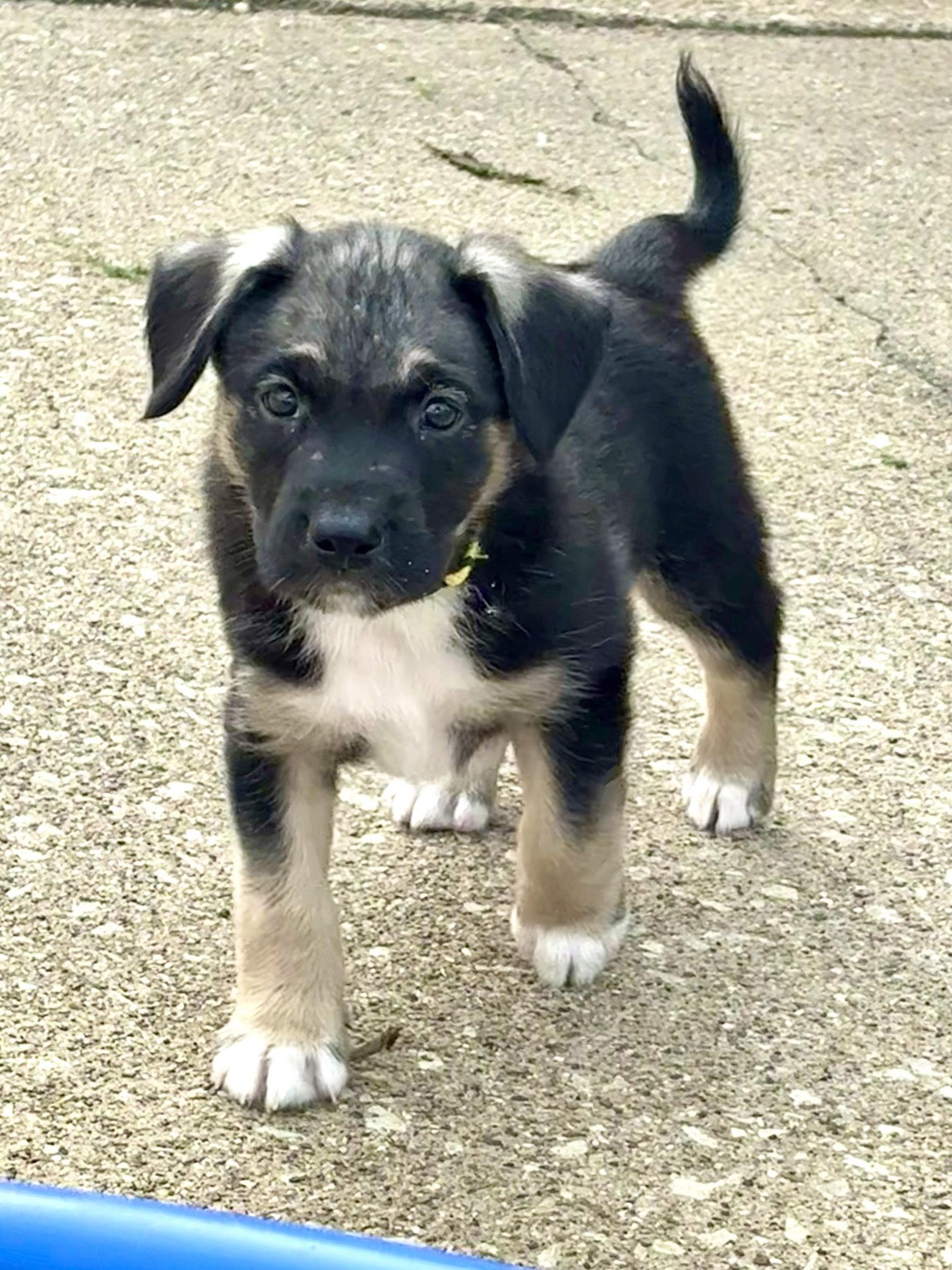 Bobby, Adoptable, Puppy Male Shepherd & Beagle.