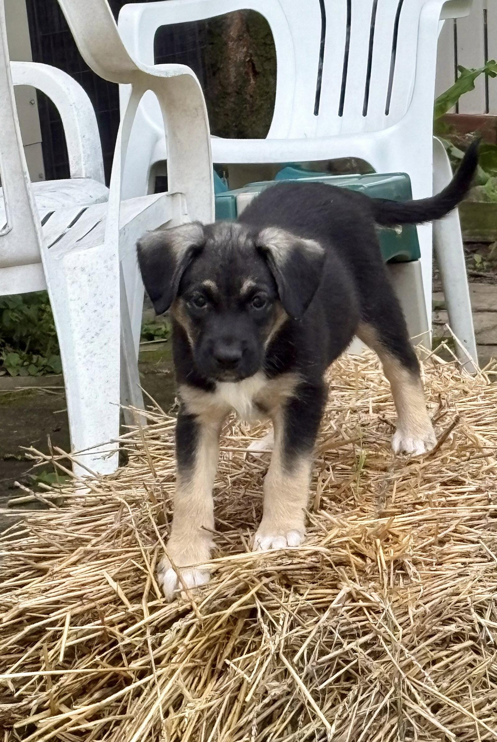 Bobby, a Adoptable mixed breed in Hillside, IL image 2/3