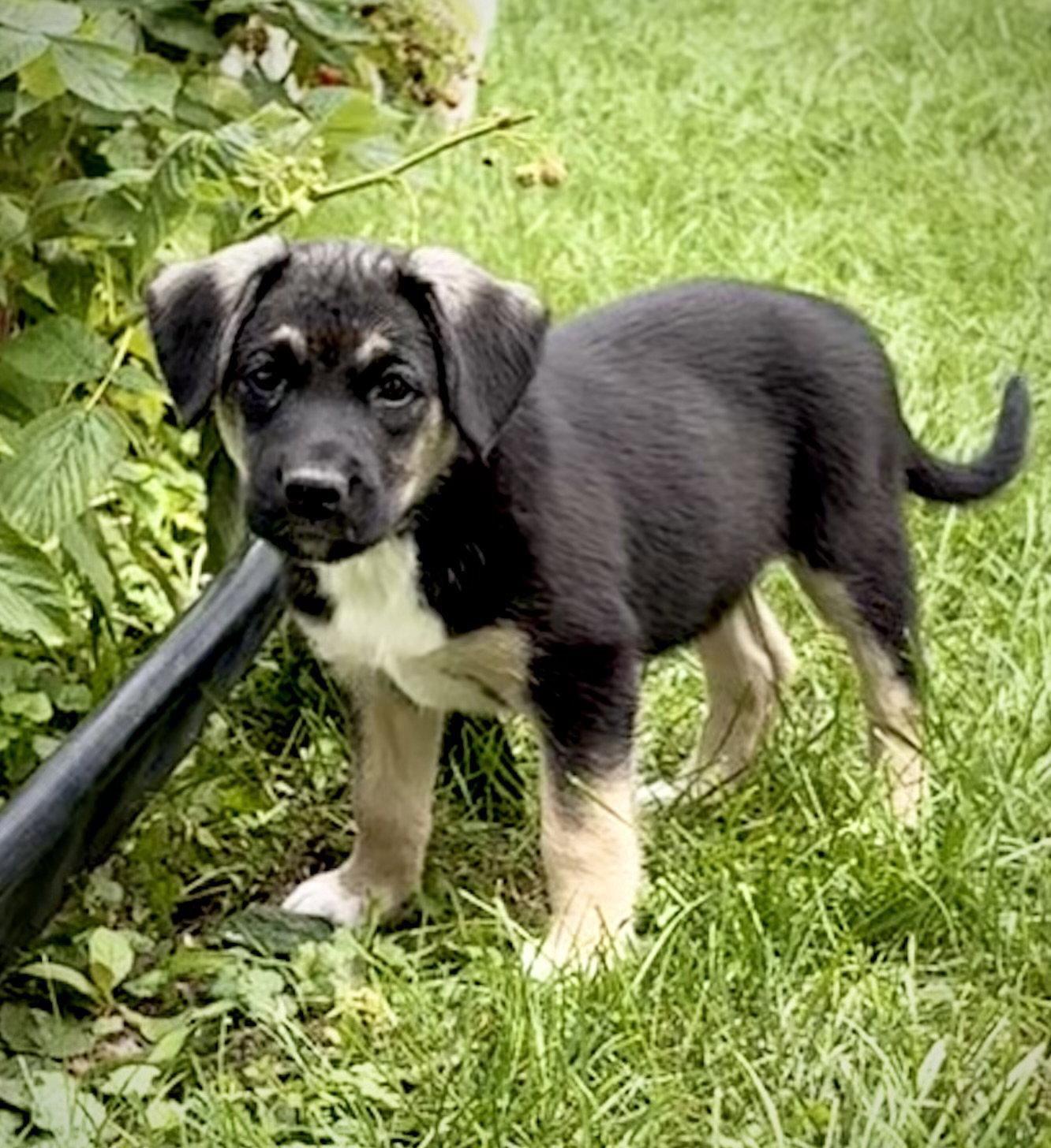 Bobby, a Adoptable mixed breed in Hillside, IL image 3/3