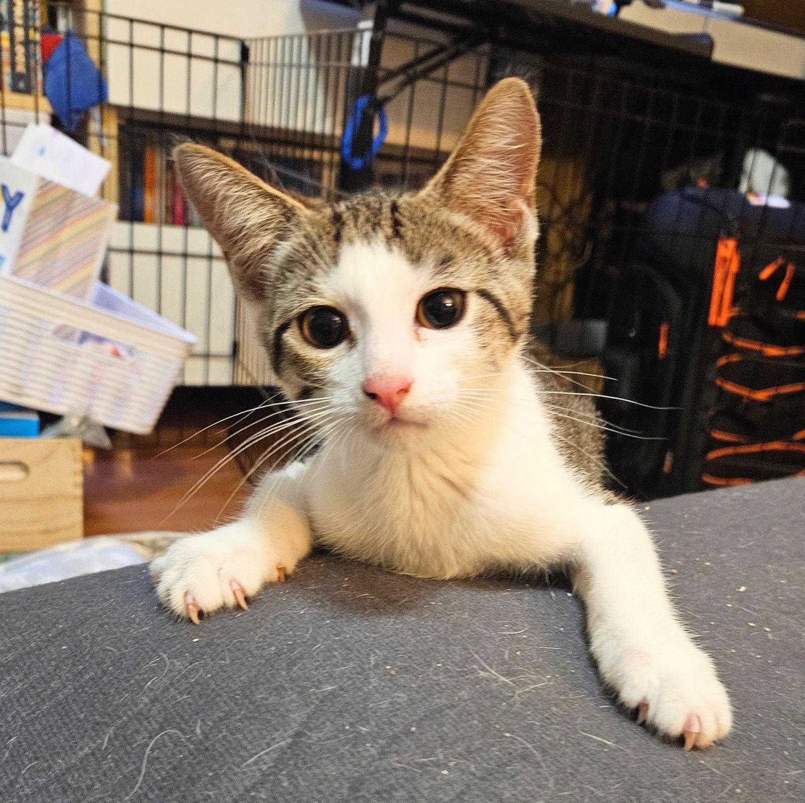 Jabarie, Adopted, Young Male Domestic Short Hair.