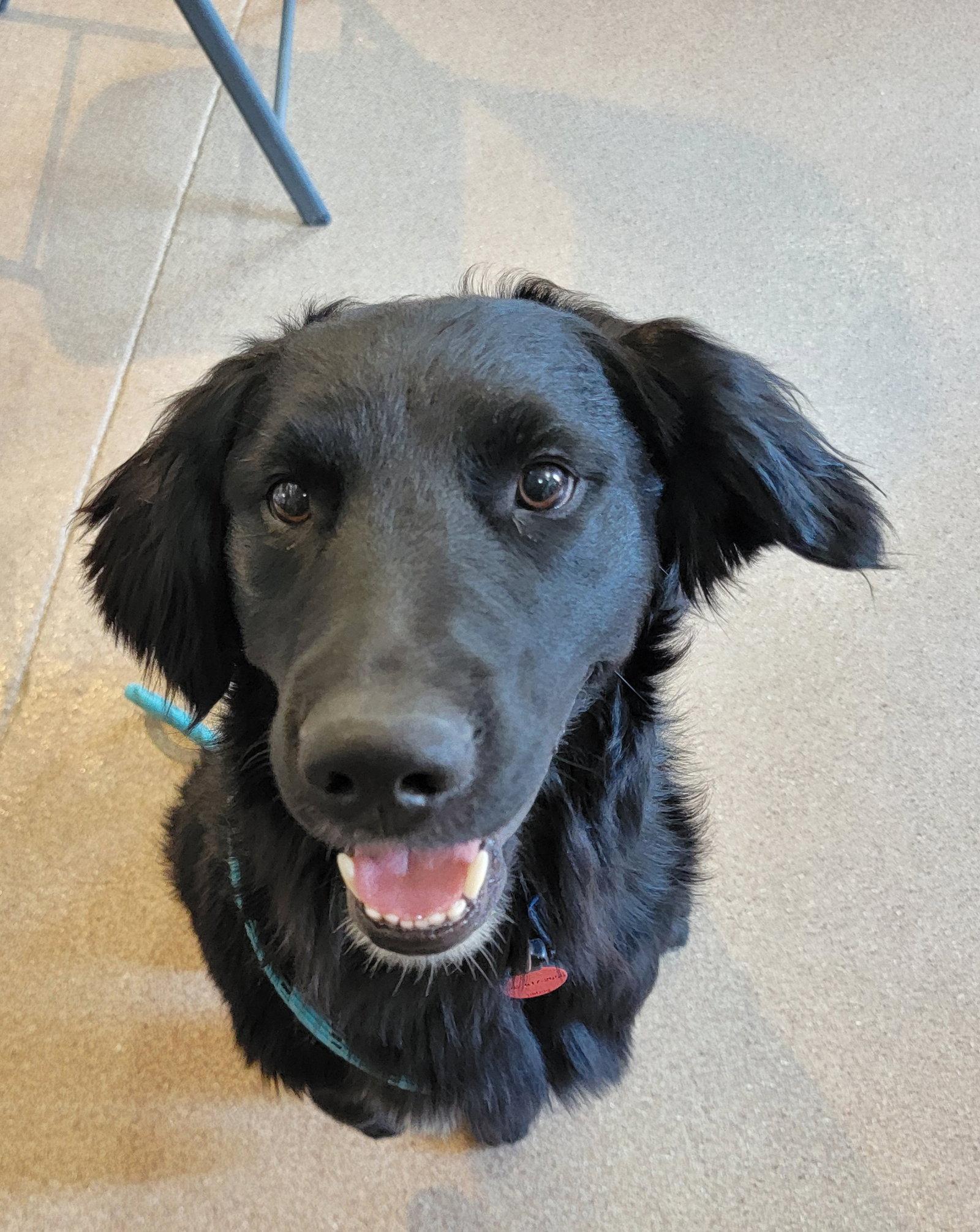 Henry Ashe, a Adopted mixed breed in Glendale, AZ image 1/3
