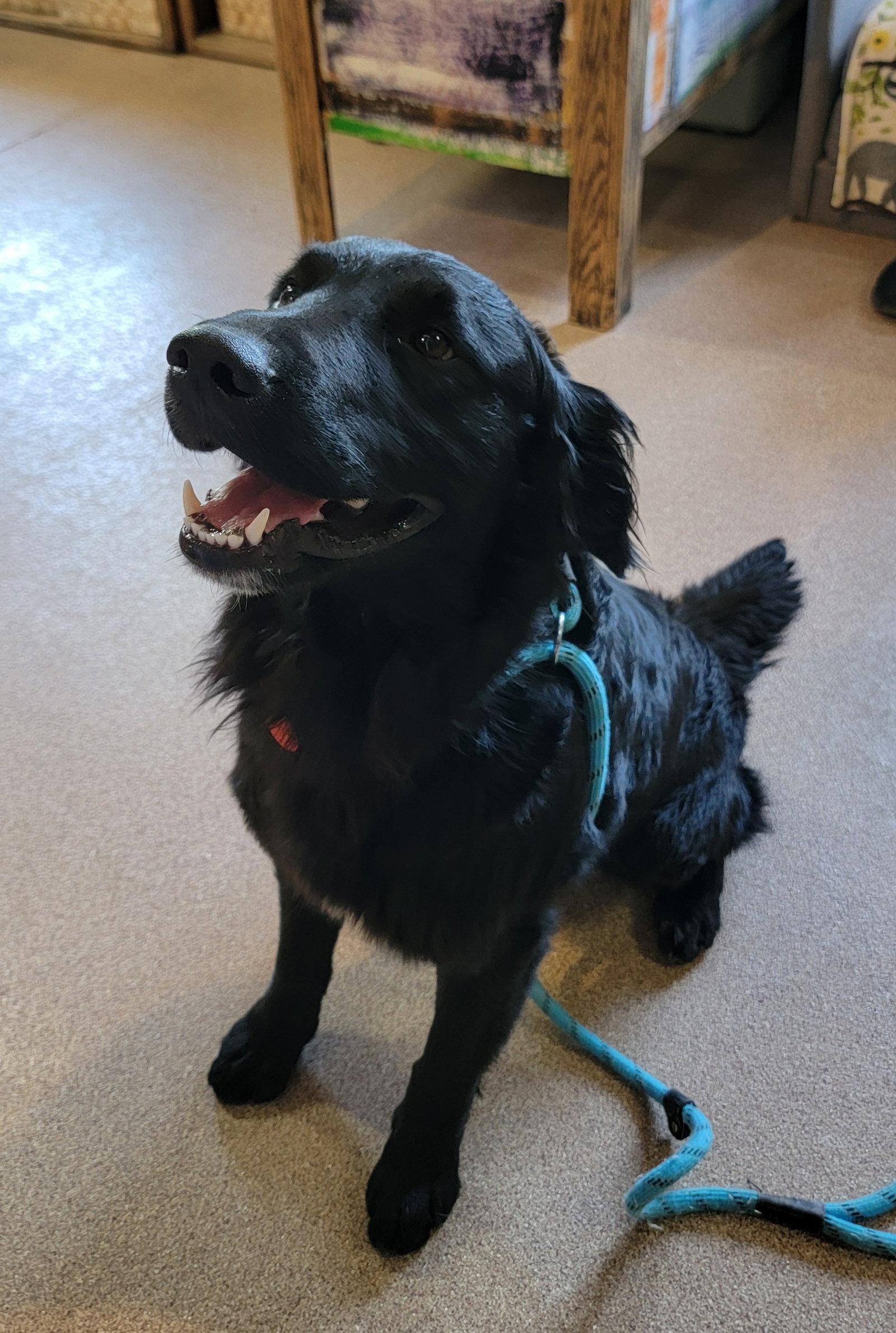 Henry Ashe, a Adopted mixed breed in Glendale, AZ image 2/3