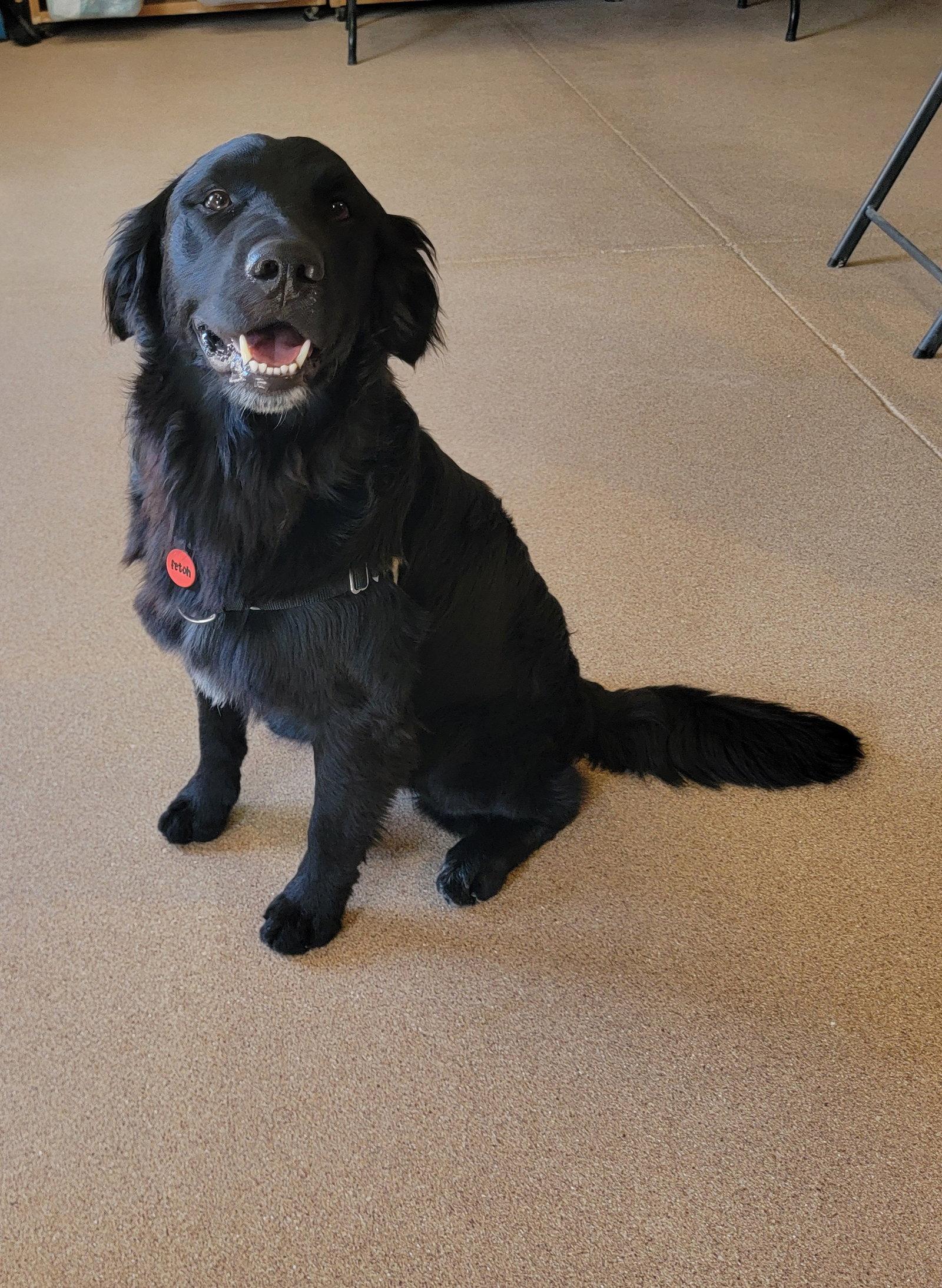 Henry Ashe, a Adopted mixed breed in Glendale, AZ image 3/3