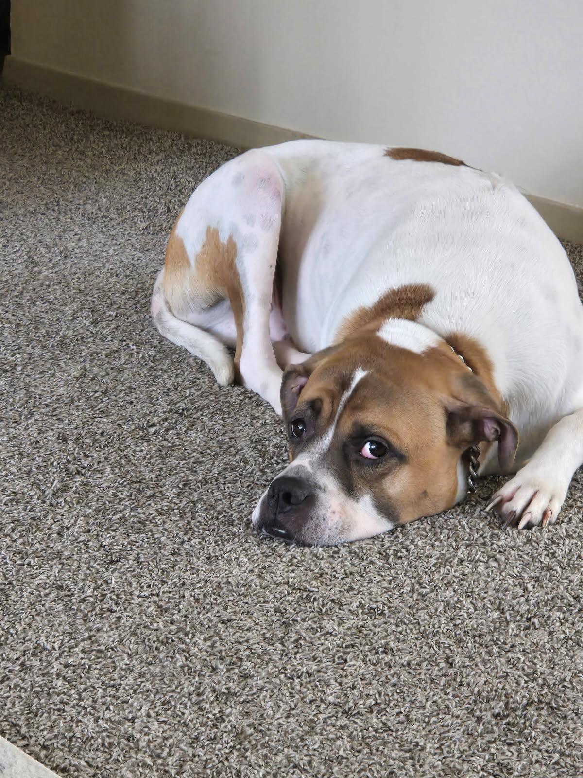 Jack - Adopted | Petfinder