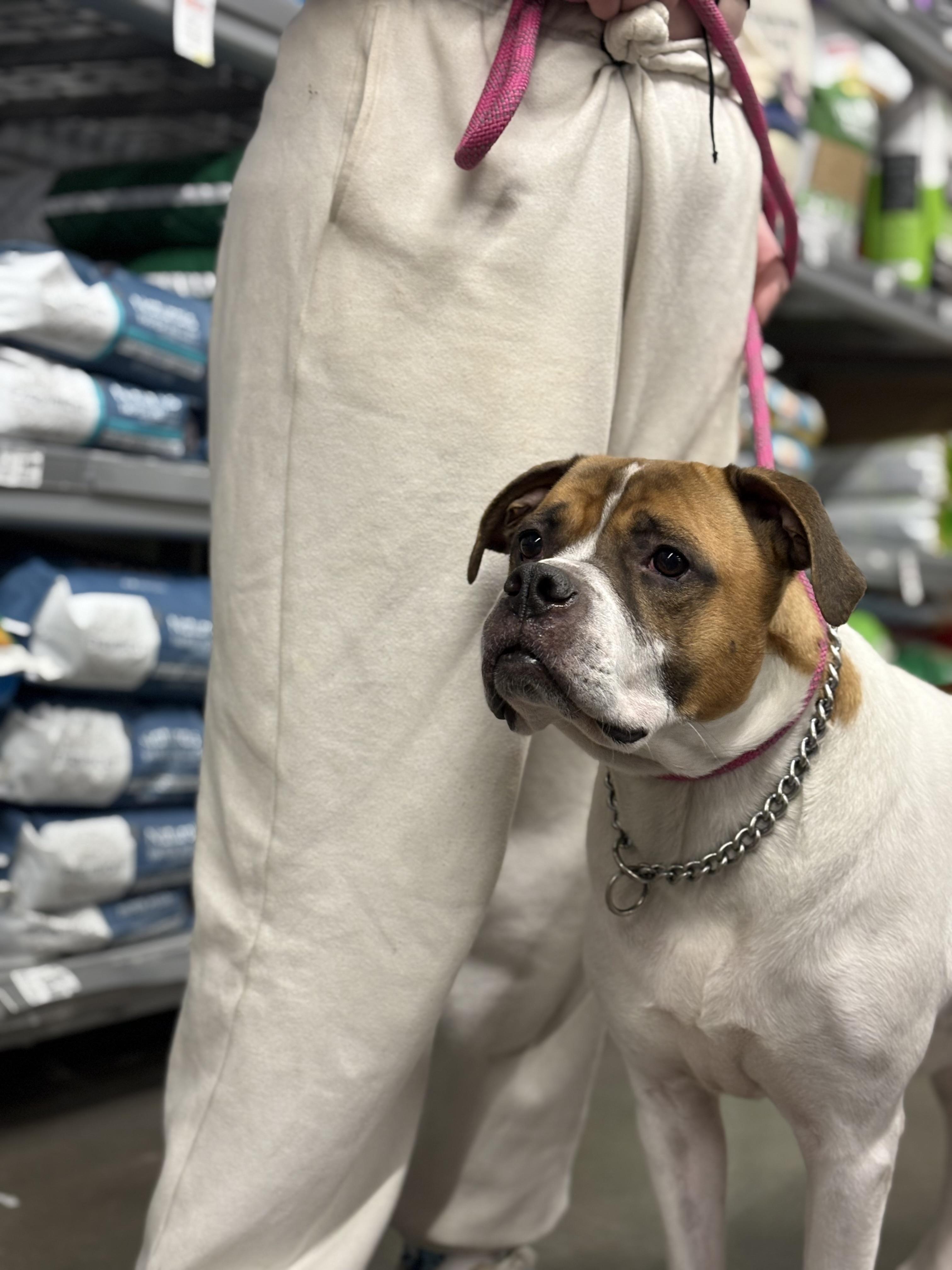 Jack - Adopted | Petfinder