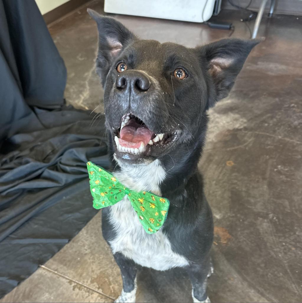 Rocky, Adoptable, Adult Male Black Labrador Retriever & Australian Cattle Dog / Blue Heeler.