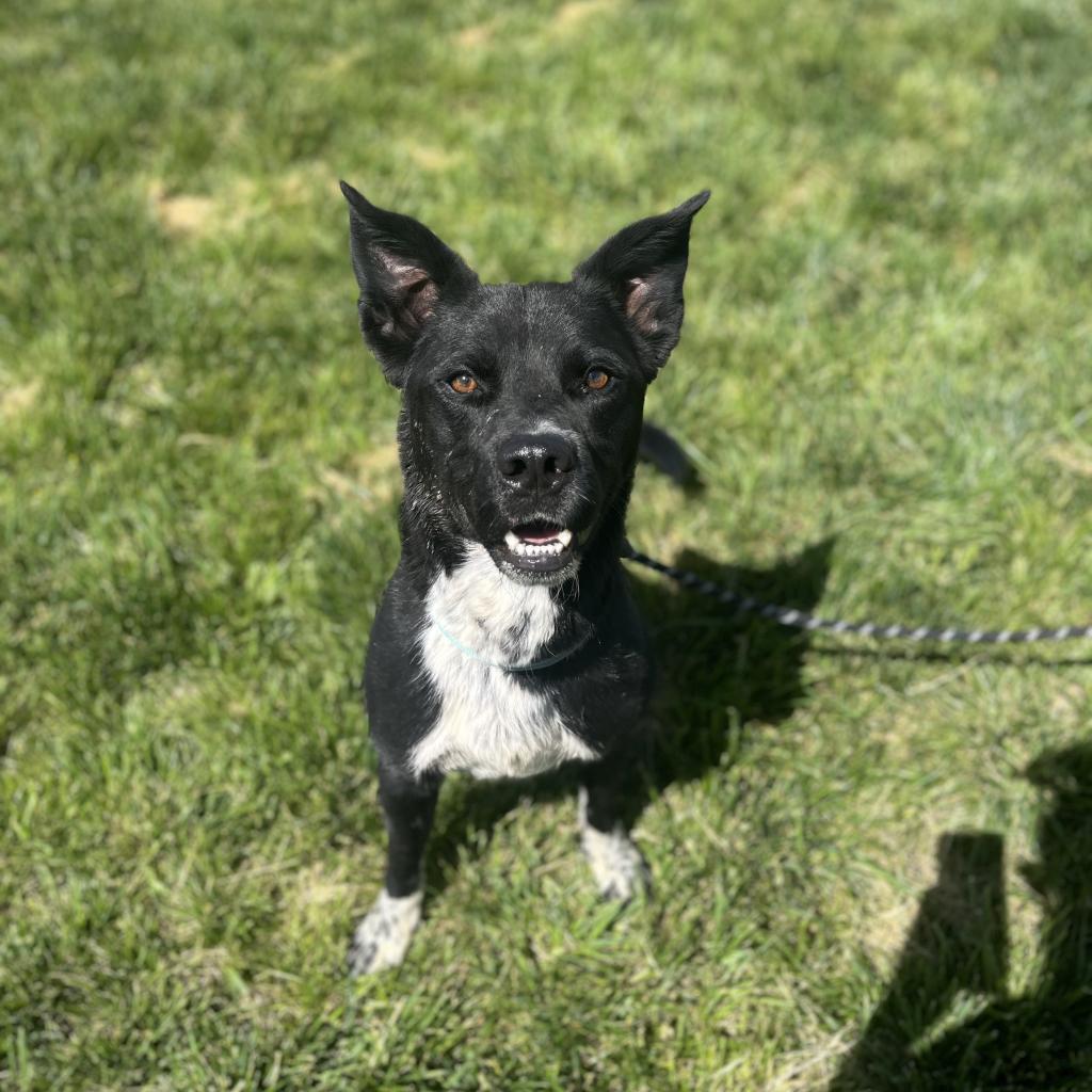 Enlarge Rocky, a Adoptable mixed breed in Rifle, CO image 2/6