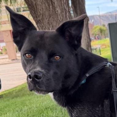 Enlarge Rocky, a Adoptable mixed breed in Rifle, CO image 3/6