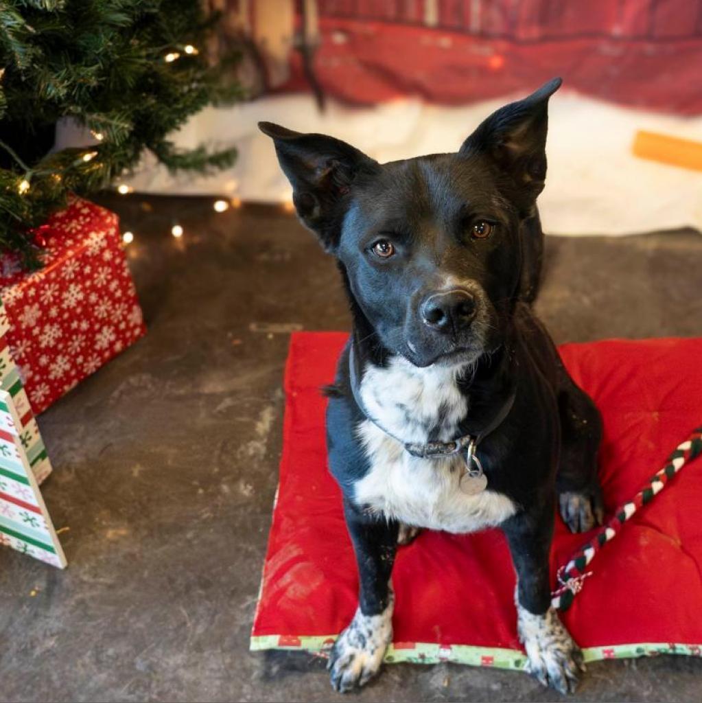 Enlarge Rocky, a Adoptable mixed breed in Rifle, CO image 4/6