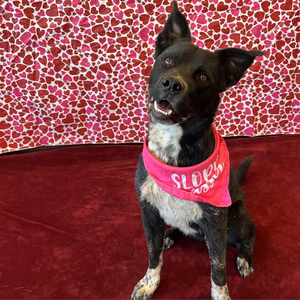 Enlarge Rocky, a Adoptable mixed breed in Rifle, CO image 5/6