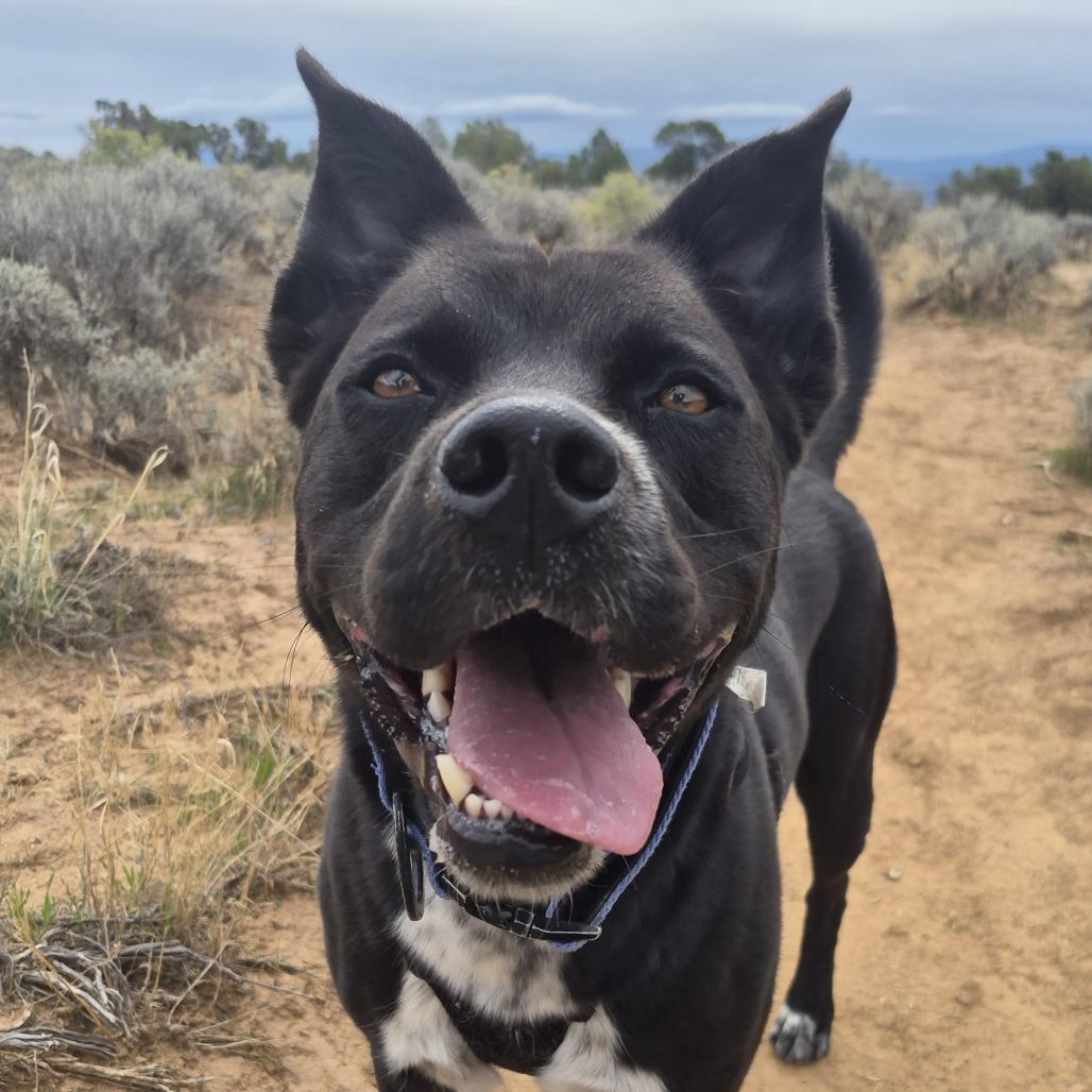 Enlarge Rocky, a Adoptable mixed breed in Rifle, CO image 5/6