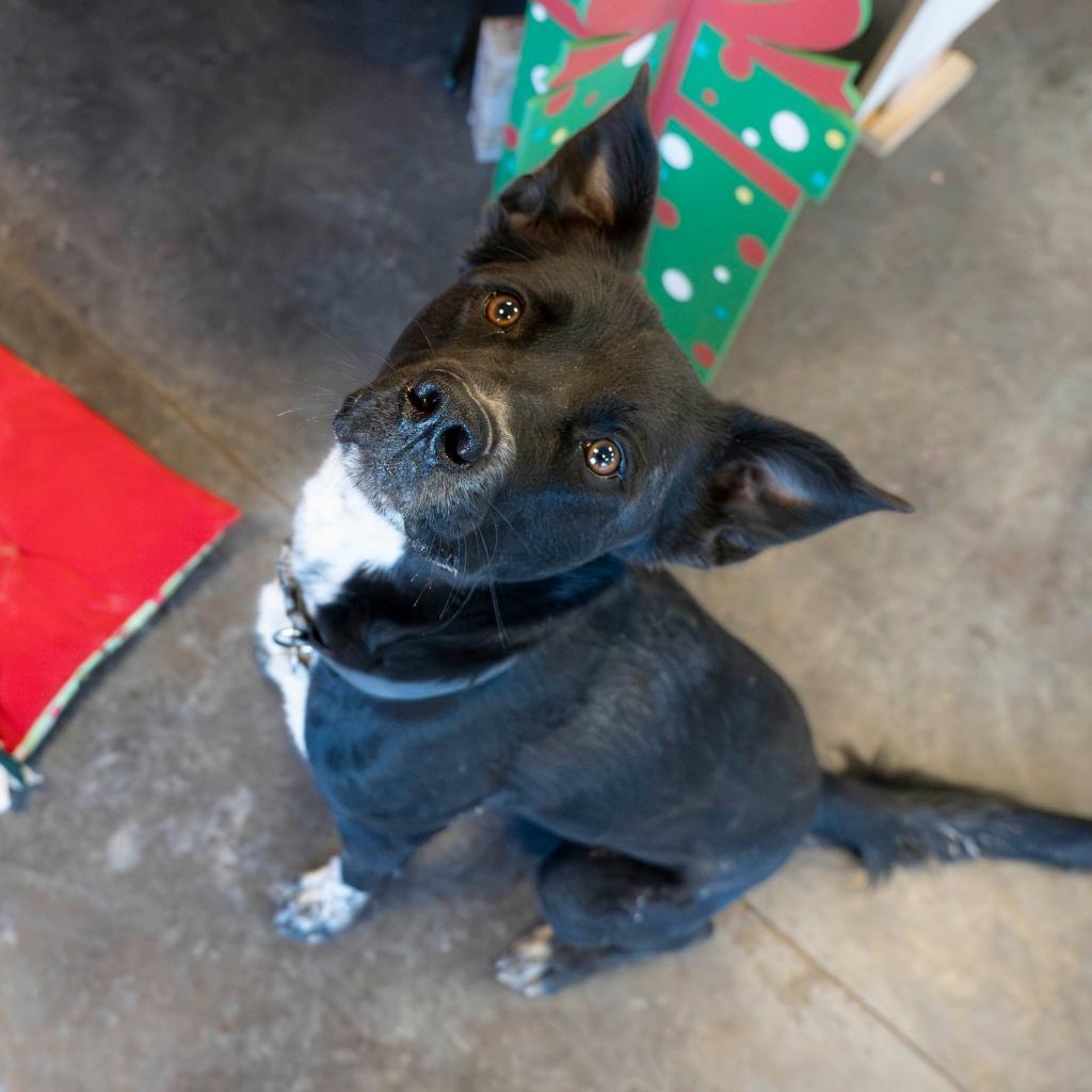 Enlarge Rocky, a Adoptable mixed breed in Rifle, CO image 6/6