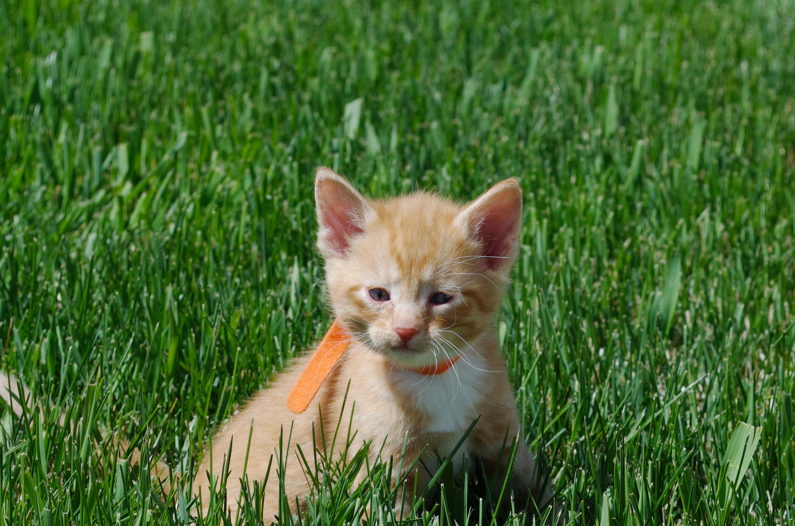 Colby, Adoptable, Kitten Male Domestic Short Hair.