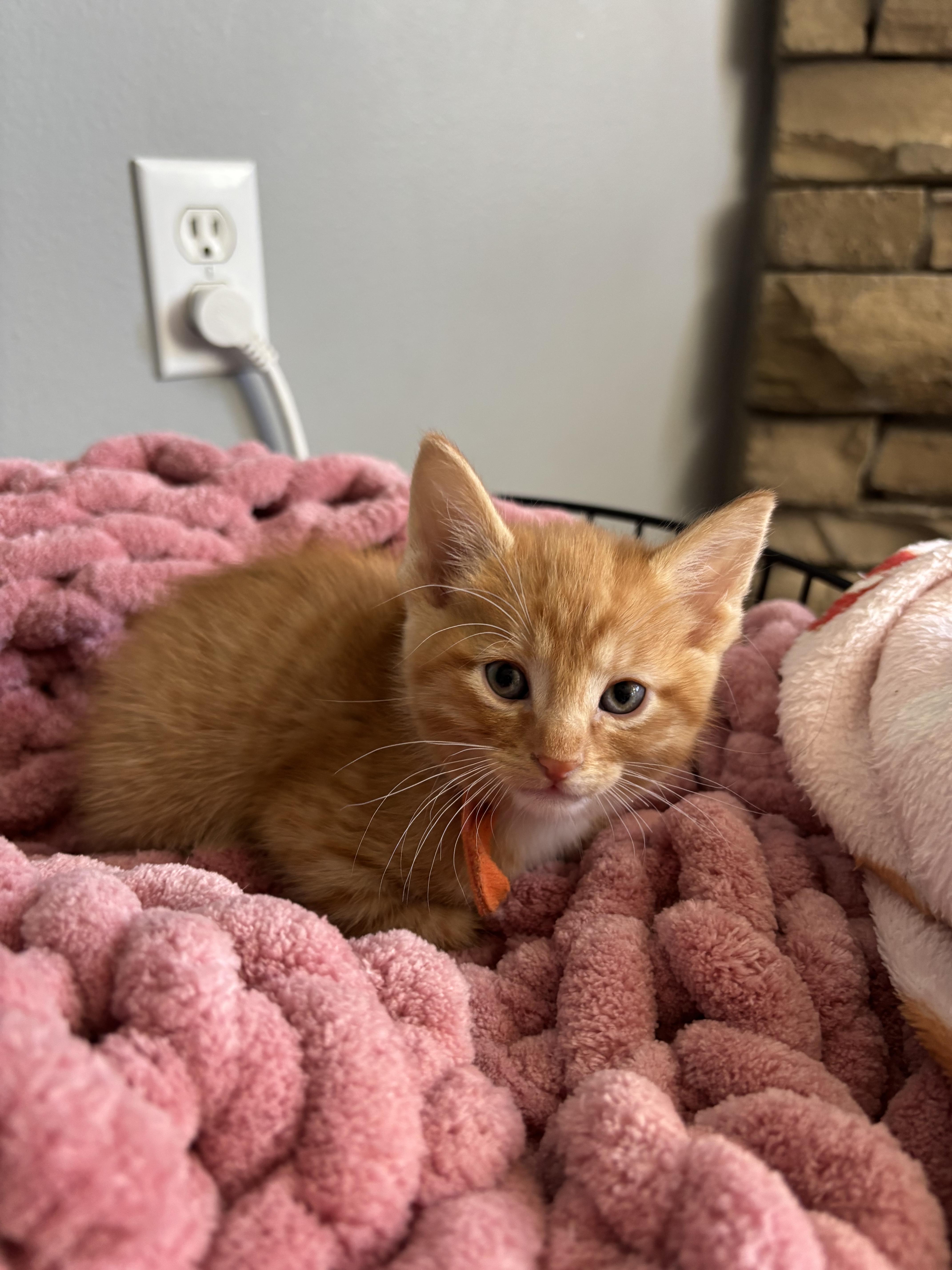 Enlarge Colby, a Adoptable Domestic Short Hair in Fruit Heights, UT image 2/3
