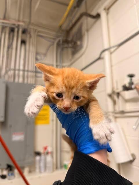 Enlarge Colby, a Adoptable Domestic Short Hair in Fruit Heights, UT image 3/3