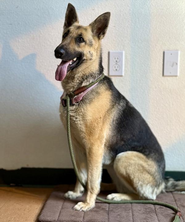 Enlarge Sandy, a Adoptable mixed breed in Novato, CA image 1/1