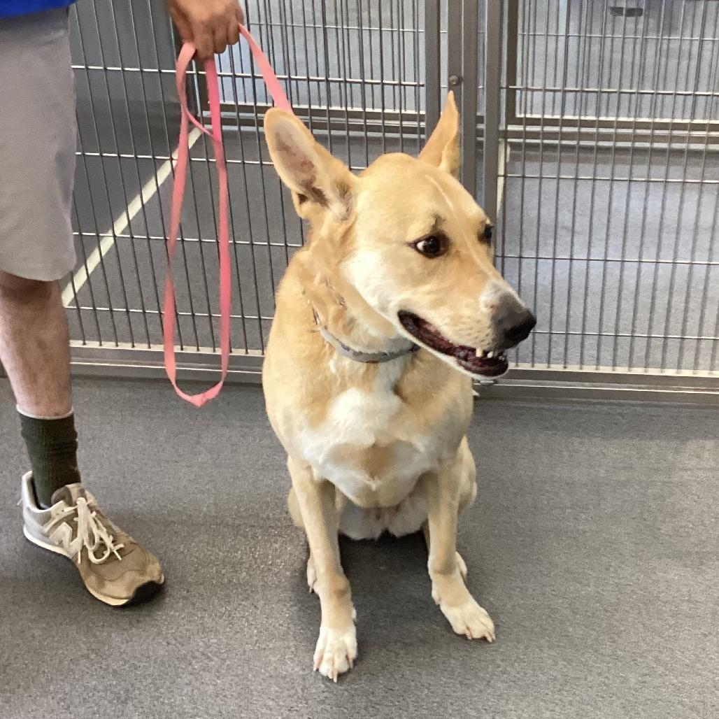Julep, Adoptable, Adult Female German Shepherd Dog & Mixed Breed.