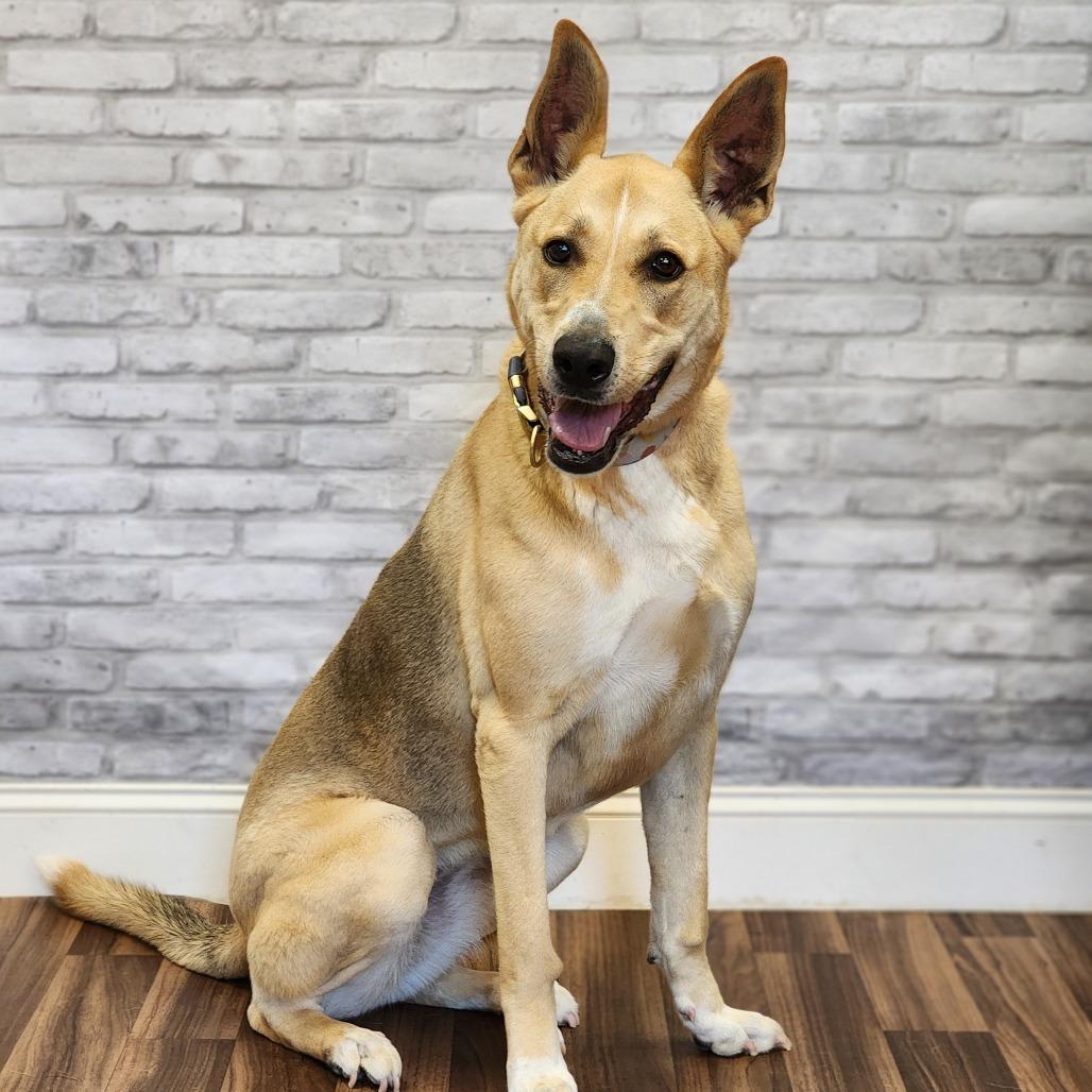 Enlarge Julep, a Adoptable mixed breed in Montgomery, AL image 2/2