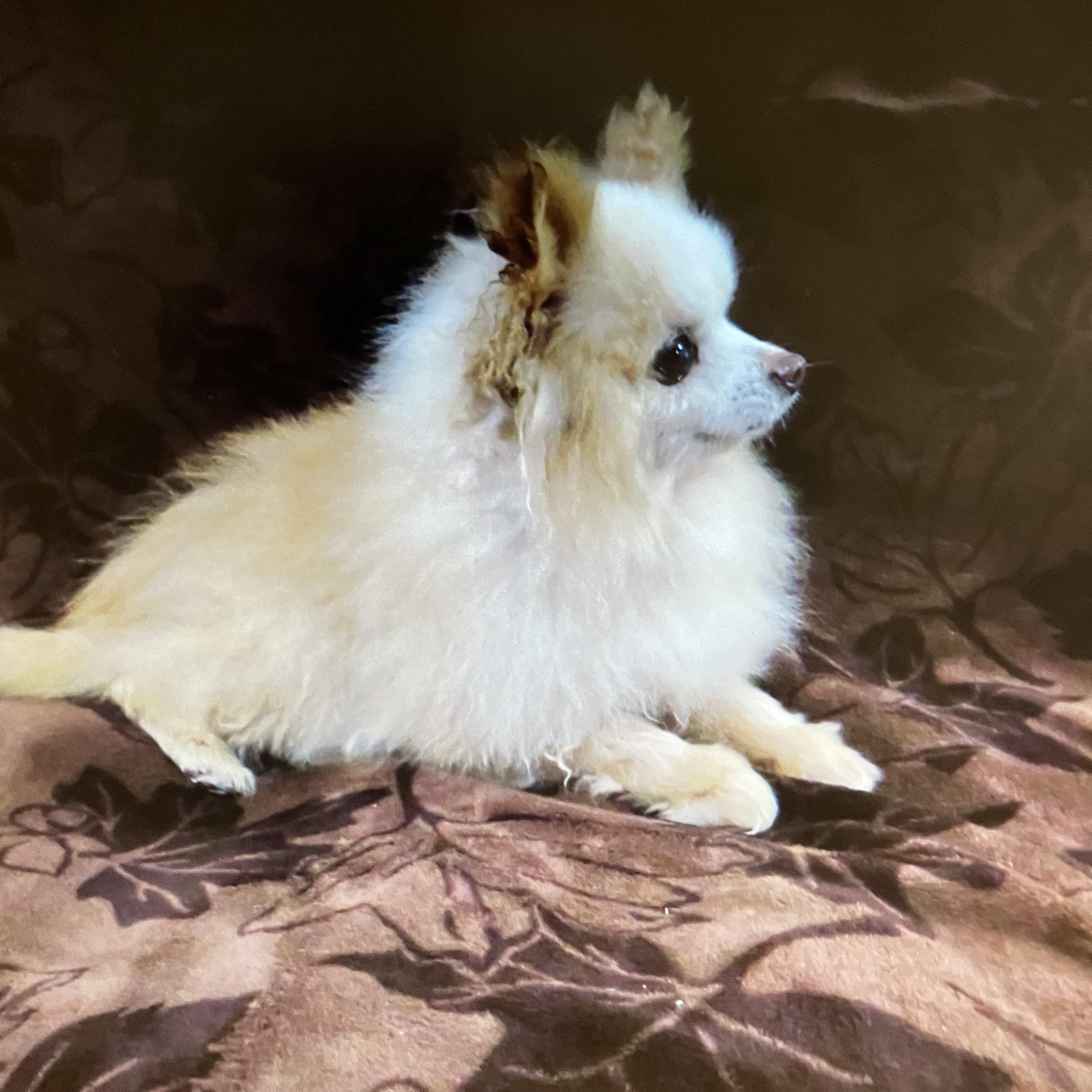 Salt-Tiny dancer!, ADOPTABLE, Adult Male Pomeranian.