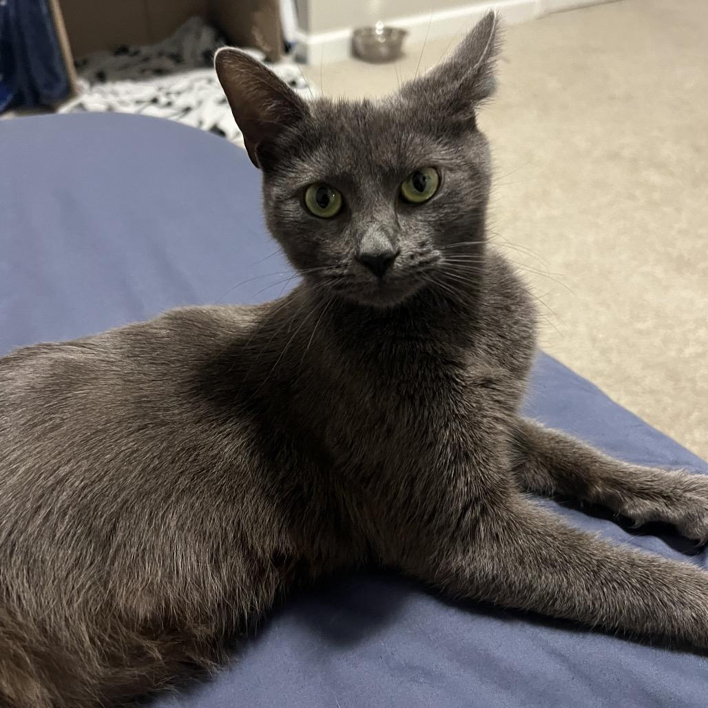 Sage — thumbnail 2