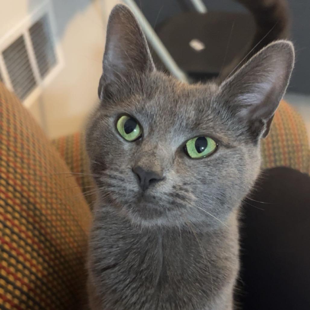 Sage — thumbnail 3