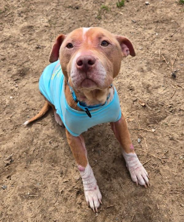 Dinner Roll, Adoptable, Adult Female Pit Bull Terrier.