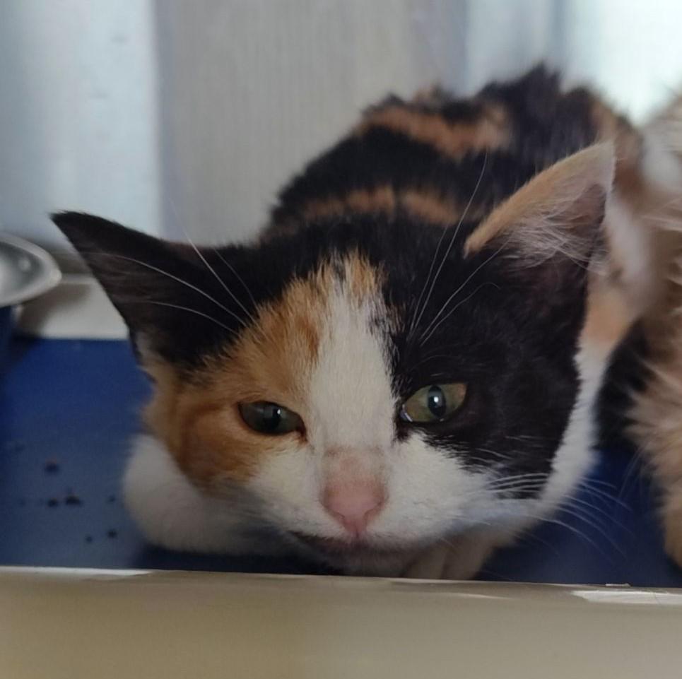Millie, adopted, Young Female Domestic Short Hair.