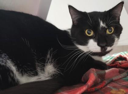 Enlarge Gwendolyn 60, a Adoptable mixed breed in Cleveland, OH image 2/2