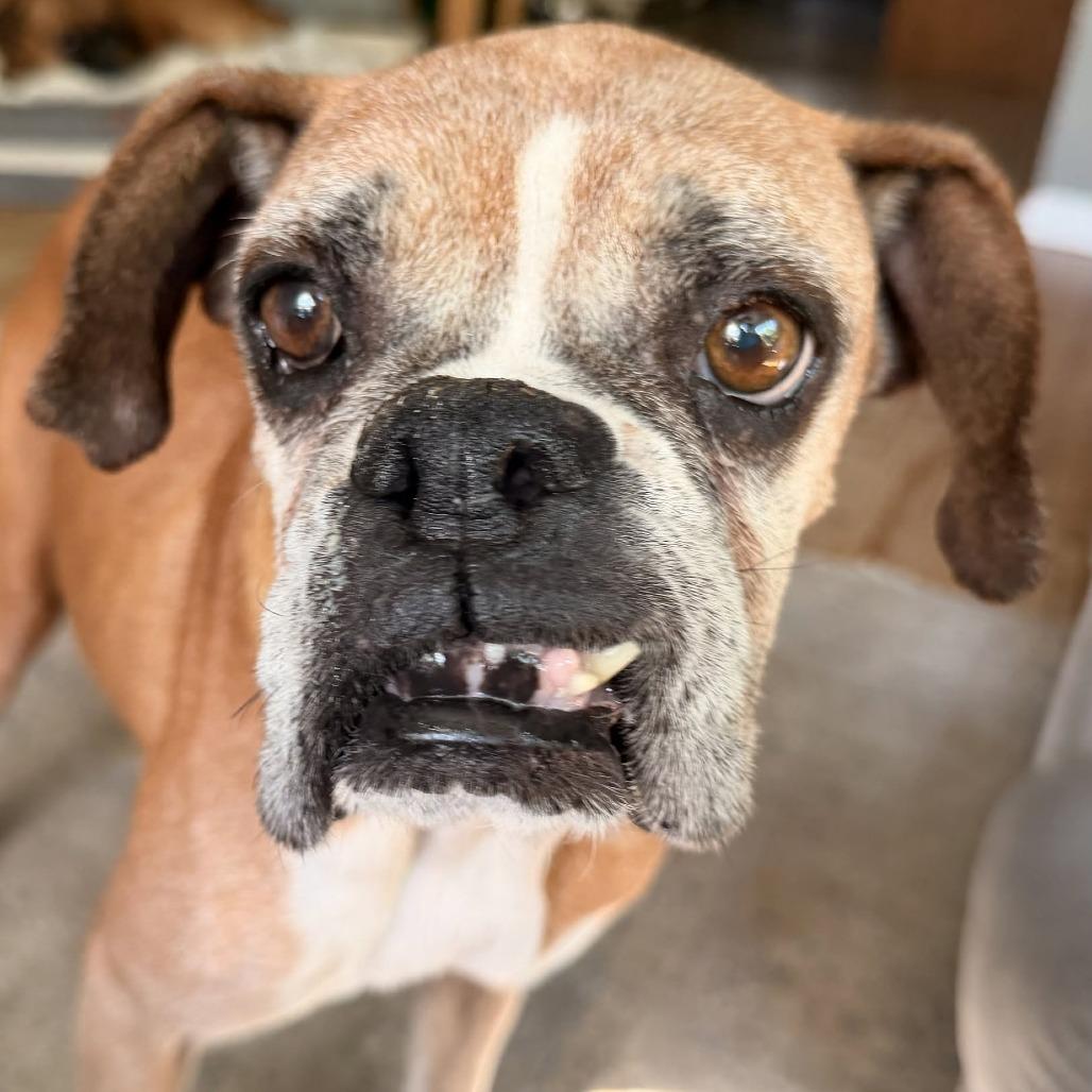 Nan (Granny Smith), Adoptable, Senior Female Boxer.
