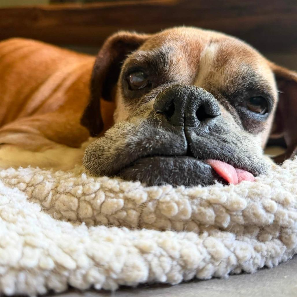 Enlarge Nan (Granny Smith), a Adoptable Boxer in McMinnville, OR image 2/3