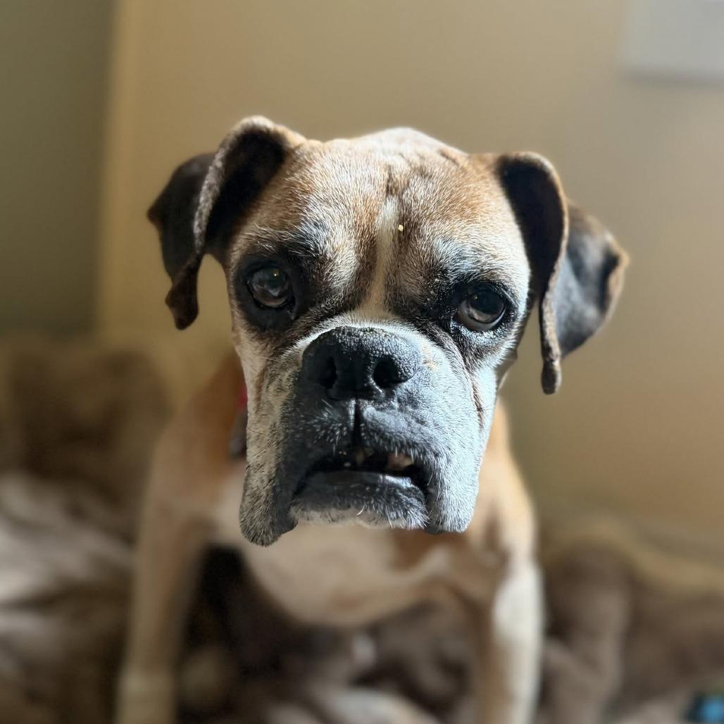 Enlarge Nan (Granny Smith), a Adoptable Boxer in McMinnville, OR image 3/3