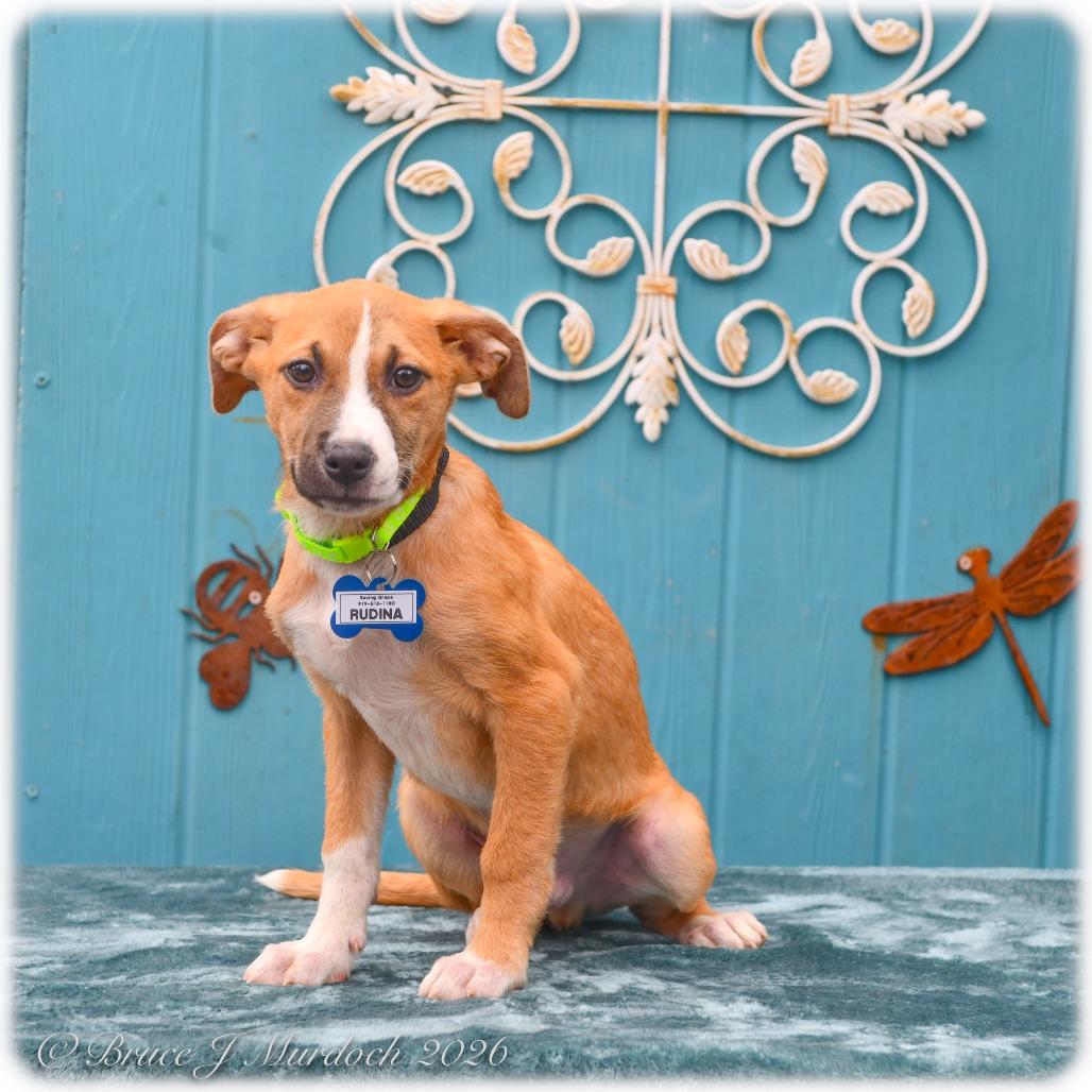 Rudina, Adoptable, Puppy Male Pit Bull Terrier.