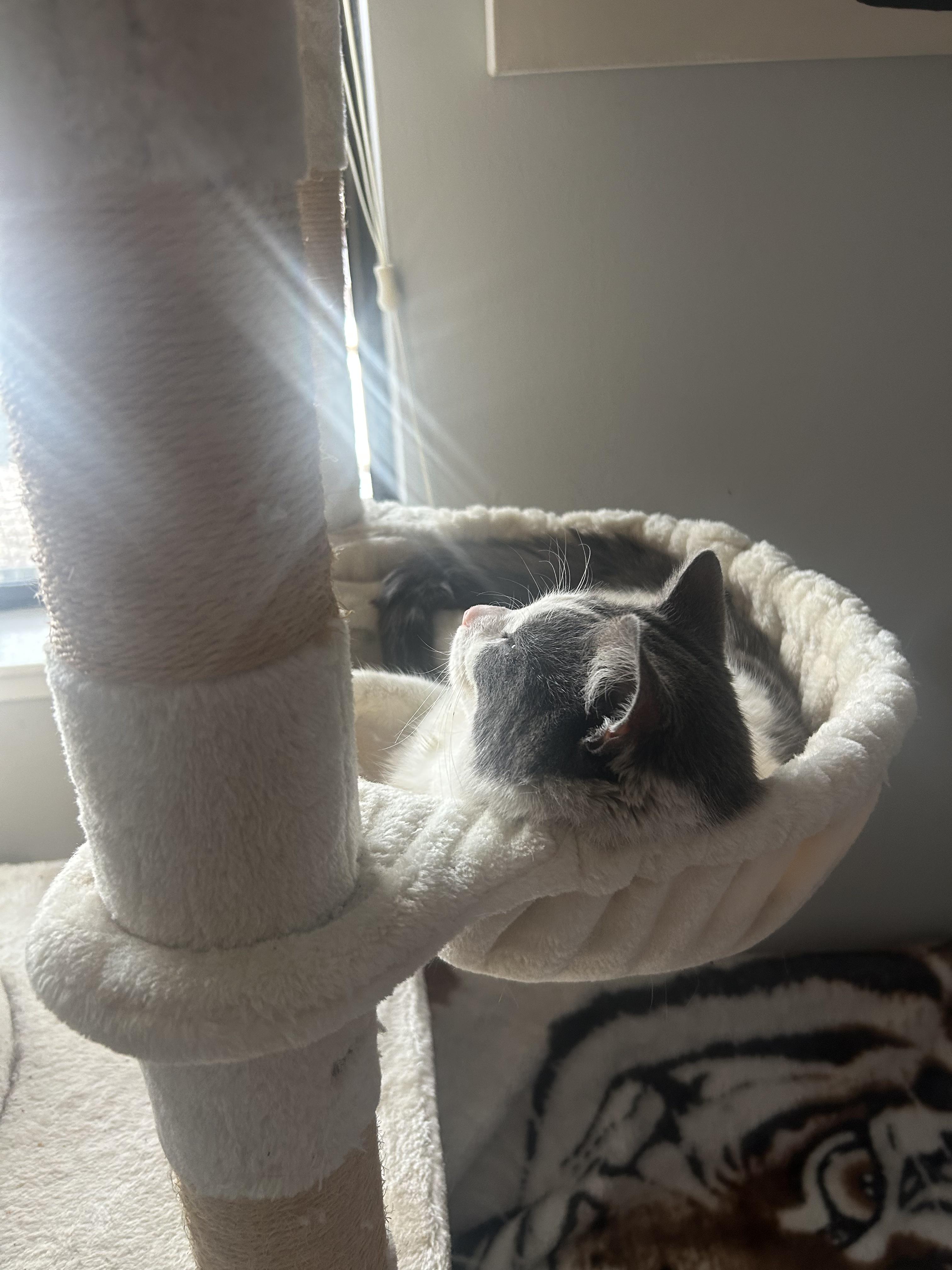 Pokey, Adoptable, Young Male Domestic Short Hair.