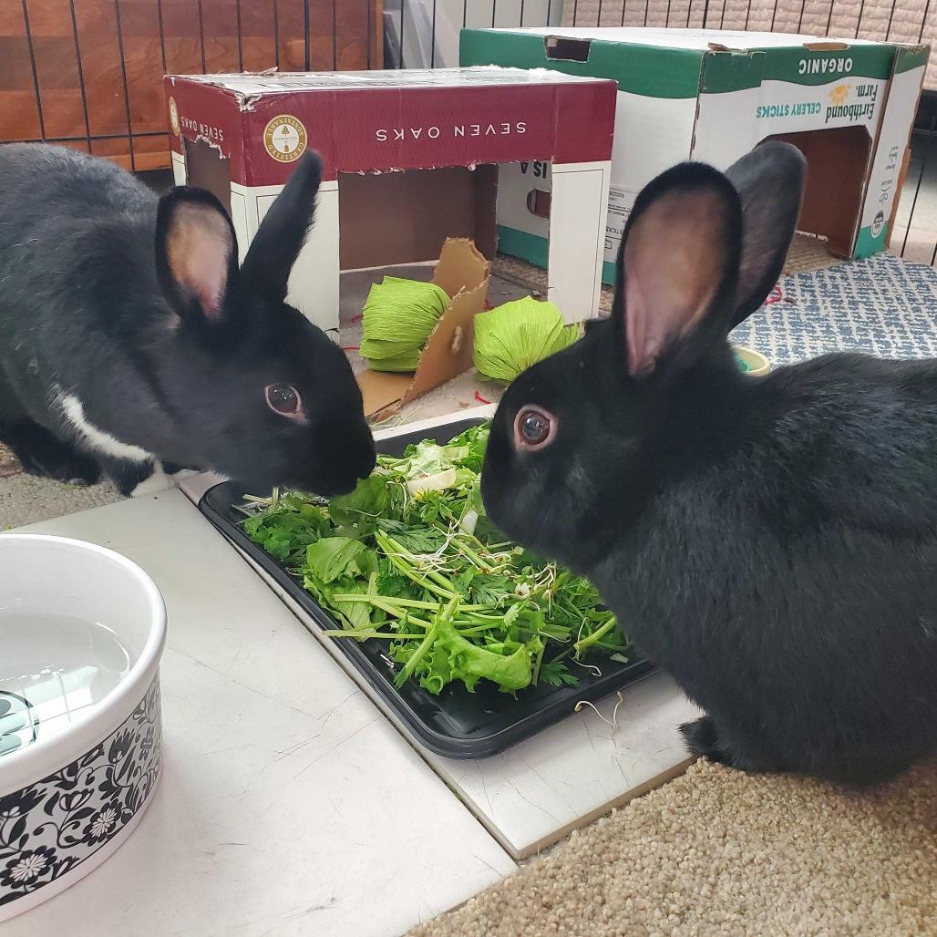 Ink (bonded with Onyx), Adoptable, Young Male Dutch & Bunny Rabbit.