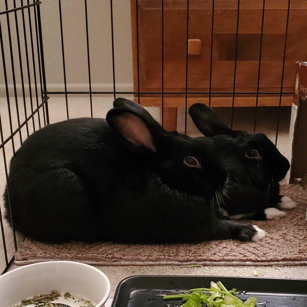 Enlarge Ink (bonded with Onyx), a Adoptable mixed breed in San Diego, CA image 2/3