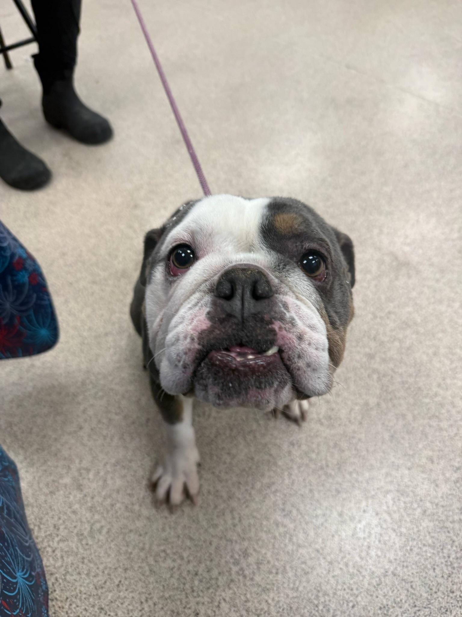 Enlarge Muffin, an adopted Bulldog in Teterboro, NJ image 1/1