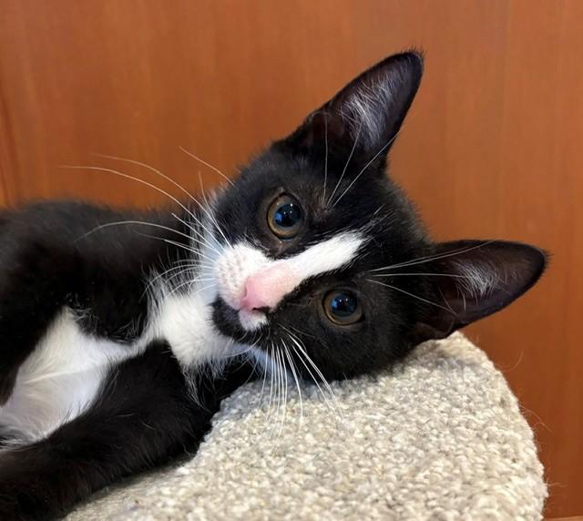 Turq (LE), an adopted Domestic Short Hair in Little Falls, NJ image 2/3