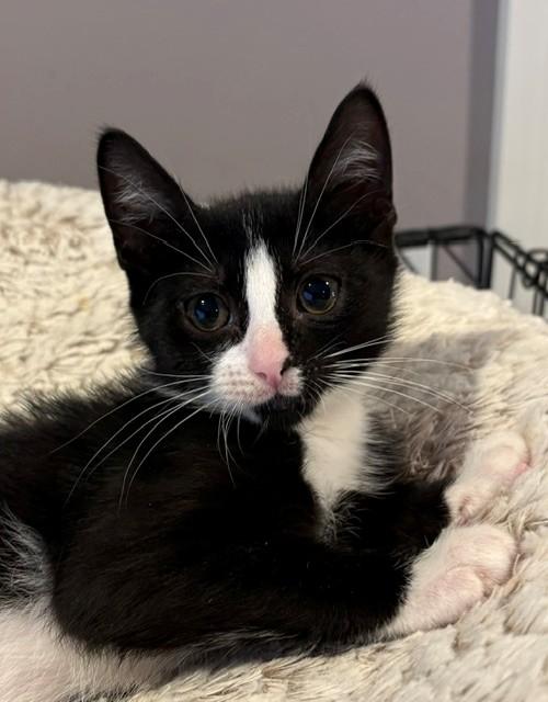 Turq (LE), an adopted Domestic Short Hair in Little Falls, NJ image 3/3