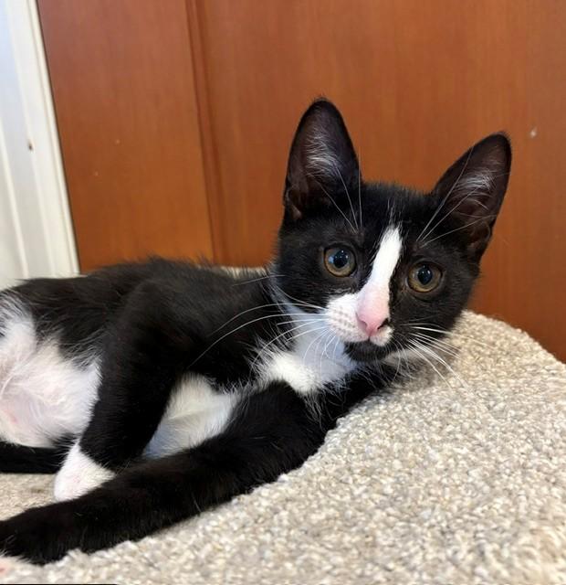 Turq (LE), an adopted Domestic Short Hair in Little Falls, NJ image 1/3