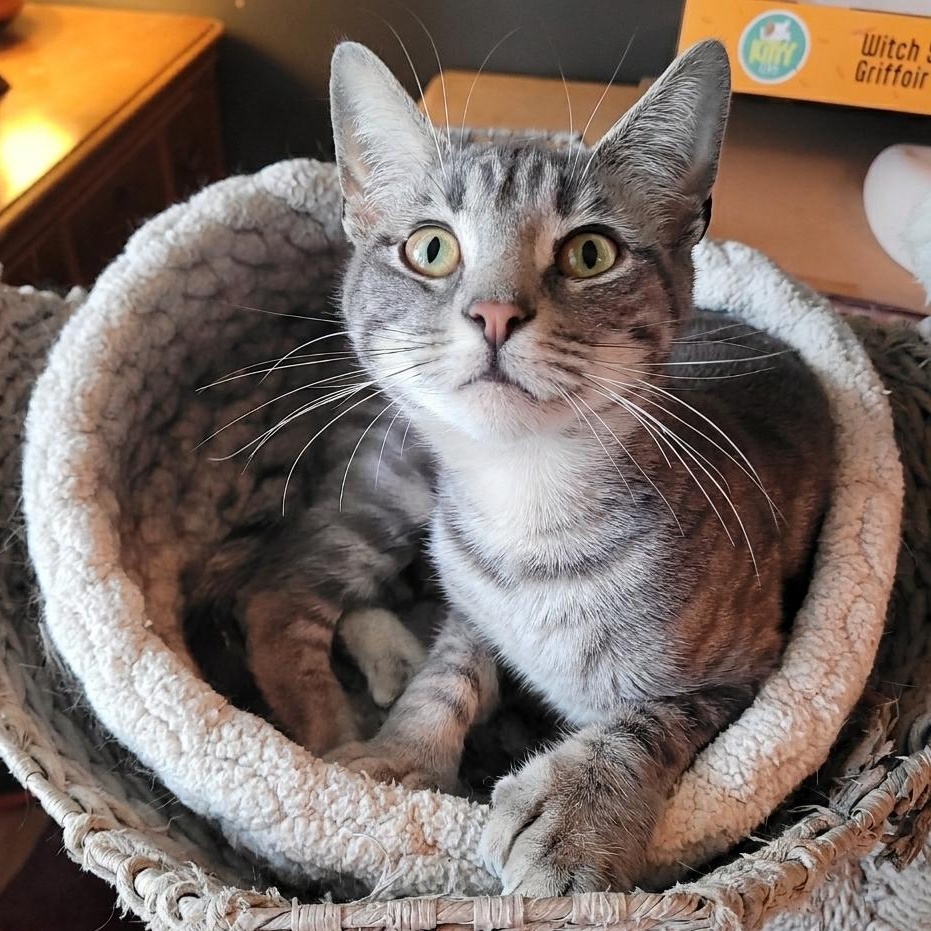 Thumbelina ( Polydactyl ), a ADOPTABLE Domestic Short Hair in Indianapolis, IN image 1/6